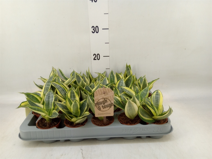 <h4>Sansevieria trifa. 'Golden Hahnii'</h4>
