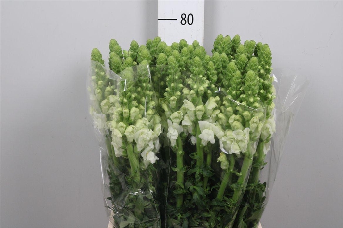 <h4>Antir Poto White</h4>