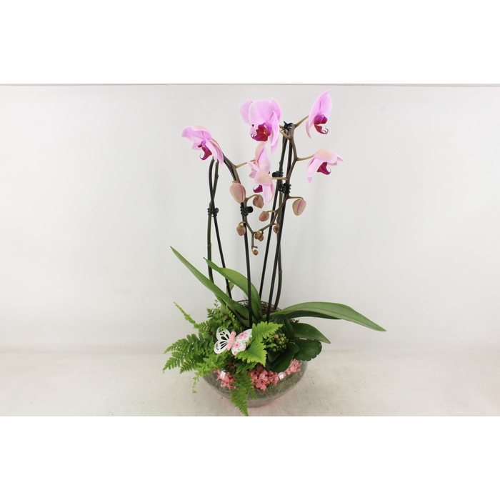 <h4>Arr2 Pl - Glas Olay Phal Roze</h4>