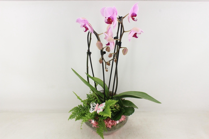 Arr2 Pl - Glas Olay Phal Roze