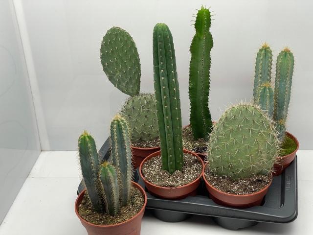<h4>CACTUS GEM</h4>