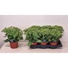 Sedum Herbstfreude