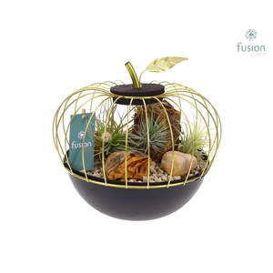 Metaal appel goudzwart Large met Tillandsia Air Plants