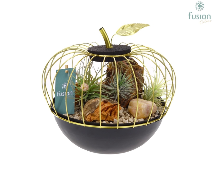 <h4>Metaal appel goudzwart Large met Tillandsia Air Plants</h4>