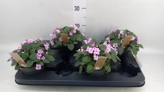 <h4>Saintpaulia   ...</h4>