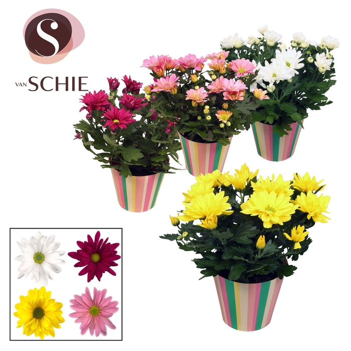 <h4>Ch Margarita Mix Potcover STRIPES</h4>