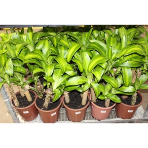 DRACENA MASSANGEANA P24