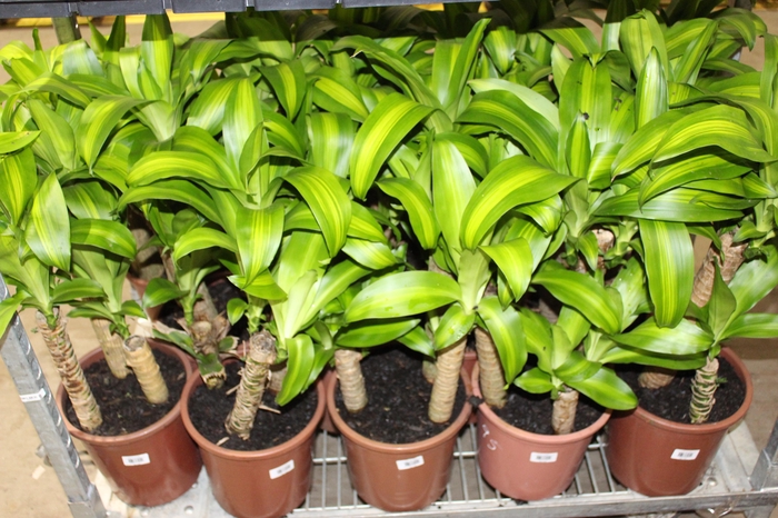 <h4>DRACENA MASSANGEANA P24</h4>