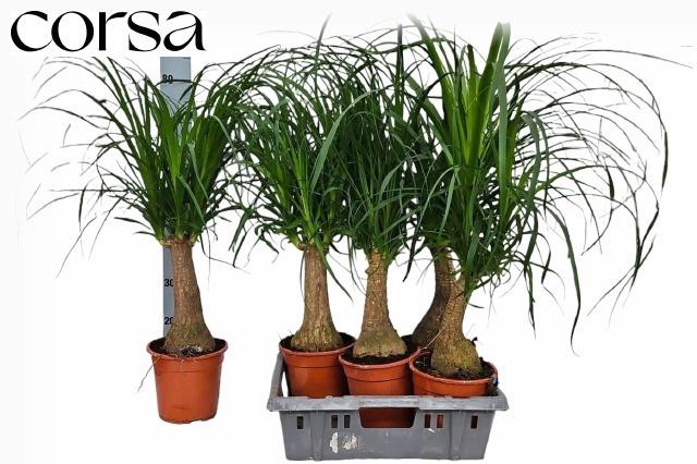 <h4>BEAUCARNEA RECUR</h4>