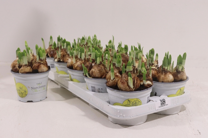 <h4>NARC O TETE A TETE</h4>