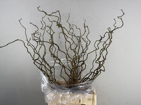 <h4>Corylus (1-jarig)</h4>