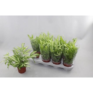 PTERIS ALBOLINEATA P12