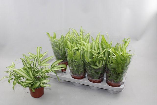 <h4>PTERIS ALBOLINEATA P12</h4>