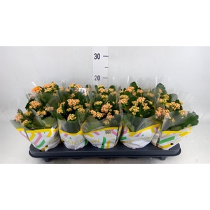 Kalanchoe blos. 'Perfecta Orange'