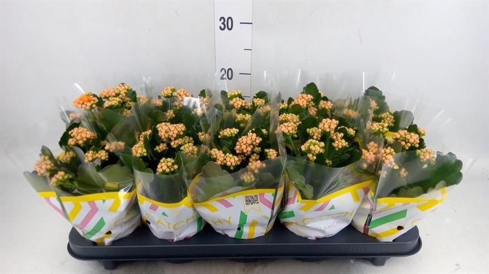 <h4>Kalanchoe blos. 'Perfecta Orange'</h4>