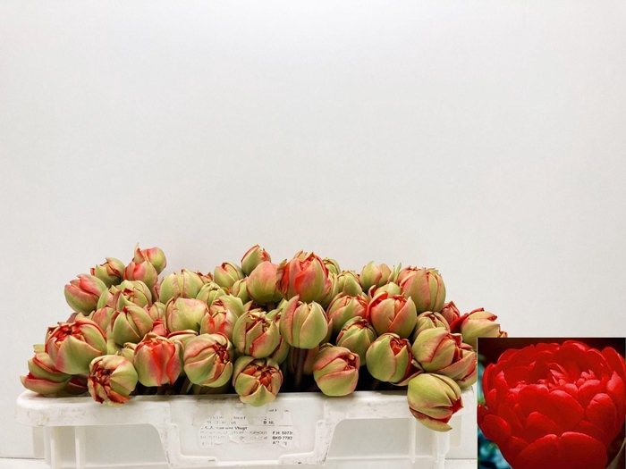 <h4>TU DU MIRANDA</h4>