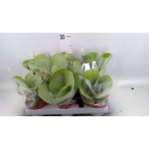 Kalanchoe NF thyrsiflora 'Red Lips'
