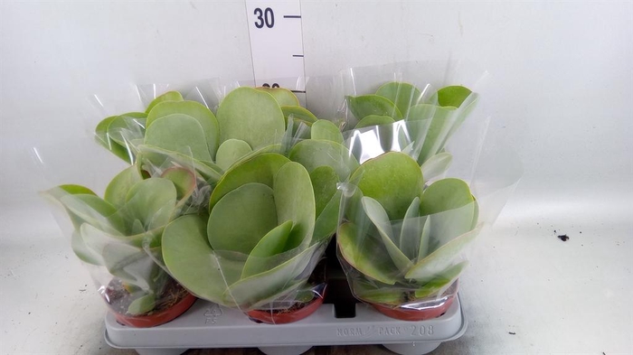 <h4>Kalanchoe NF thyrsiflora 'Red Lips'</h4>