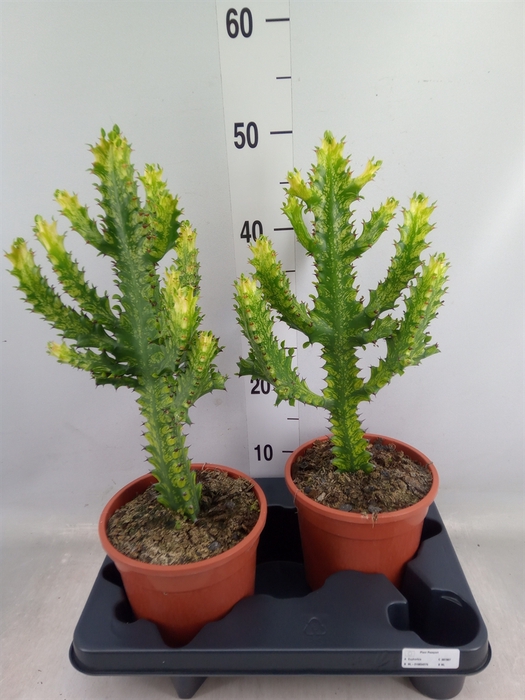 <h4>Euphorbia   ...</h4>