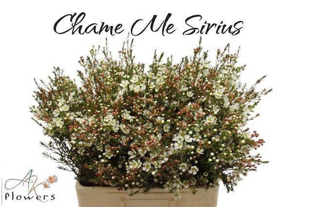 <h4>CHAME ME SIRIUS</h4>