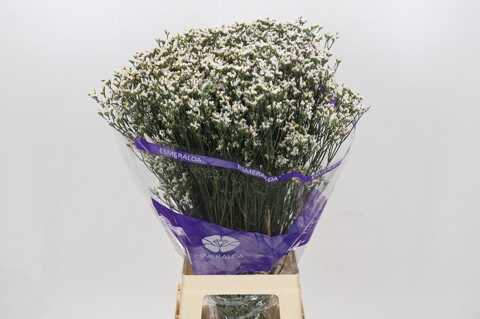<h4>Limonium White Diamond</h4>