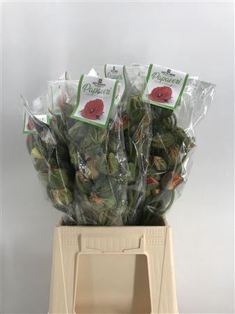 <h4>Papaver Prima Mix</h4>