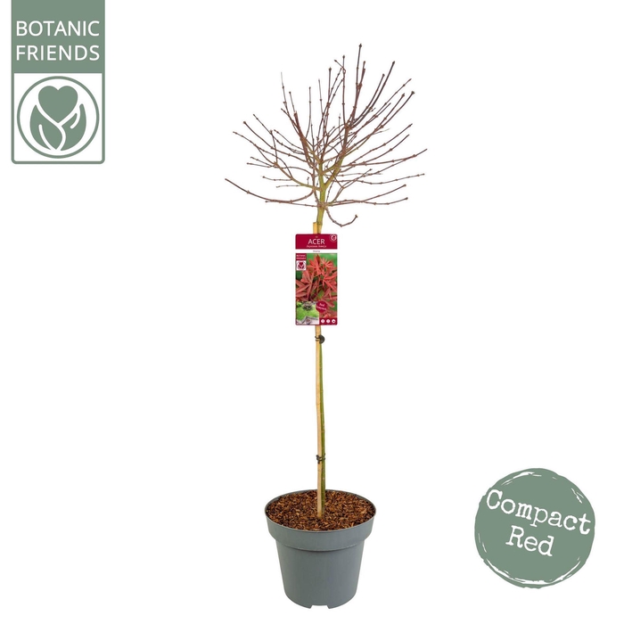 <h4>Acer palmatum Shaina</h4>