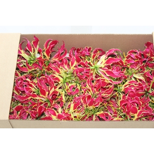 GLORIOSA