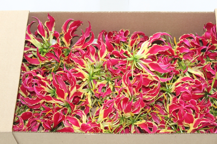 <h4>GLORIOSA</h4>