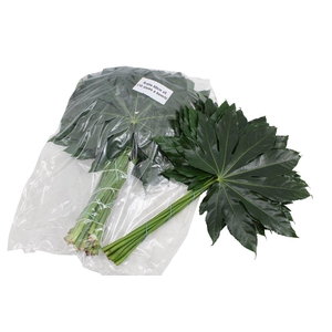 Aralia Super V P X 5