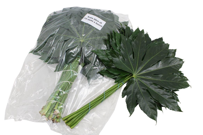 <h4>Aralia Super V P X 5</h4>
