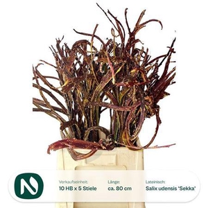 Salix Sekka Bandwilg