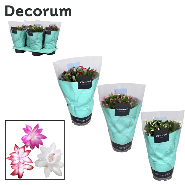 <h4>Schlumbergera Mix</h4>