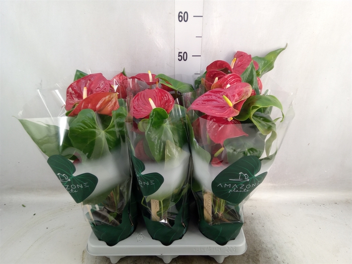 <h4>Anthurium andr. 'Nevada'</h4>