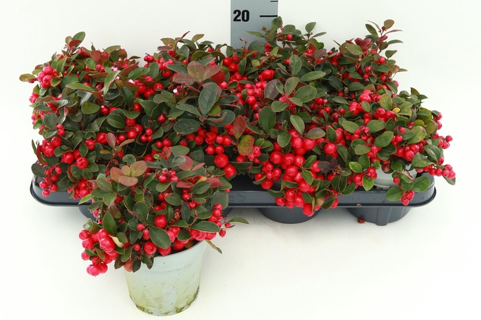 <h4>GAULTH PROCUMBENS</h4>