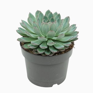 Echeveria Apus