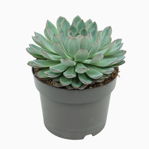 Echeveria Apus