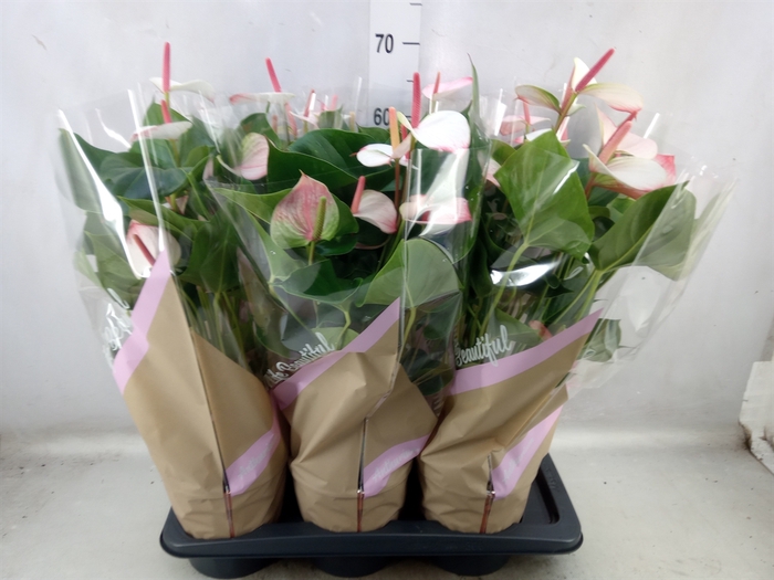 Anthurium  'Pr. Amalia Elegance'