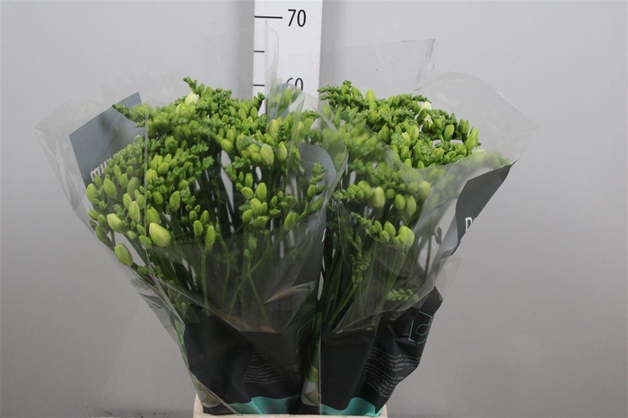 <h4>Fr Du Essence</h4>