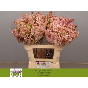 Syr Hy Maidens Blush