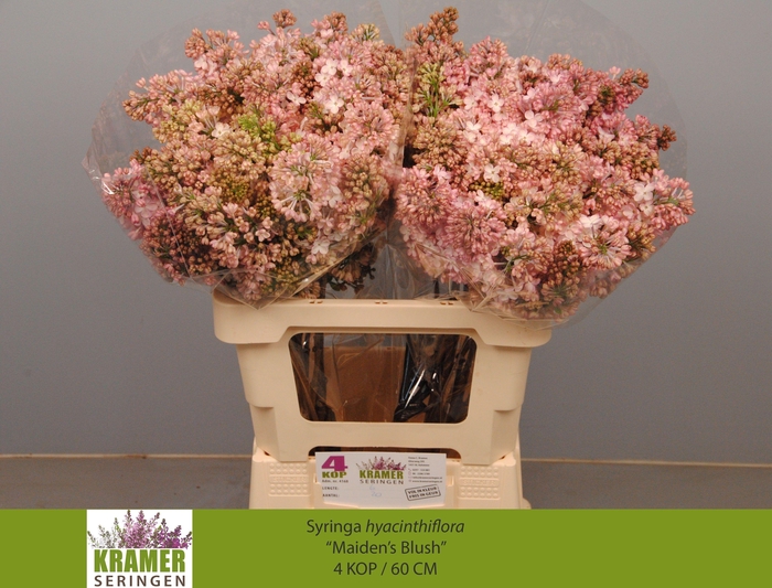 <h4>Syr Hy Maidens Blush</h4>