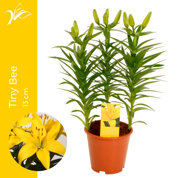 <h4>Lilium Tiny Bee 13 cm (az. lelie)</h4>