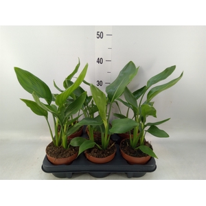 Strelitzia reg.   ...no flowers