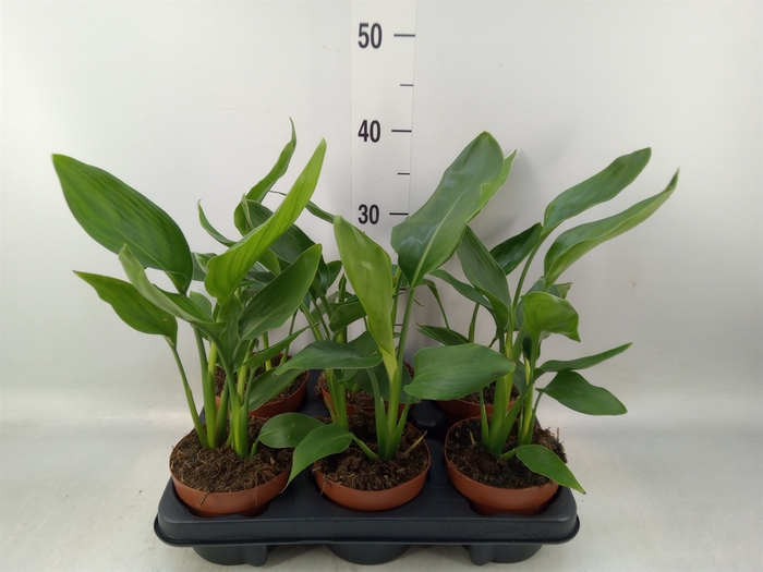 <h4>Strelitzia reg.   ...no flowers</h4>