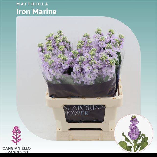 <h4>MATTH IRON MARINE</h4>