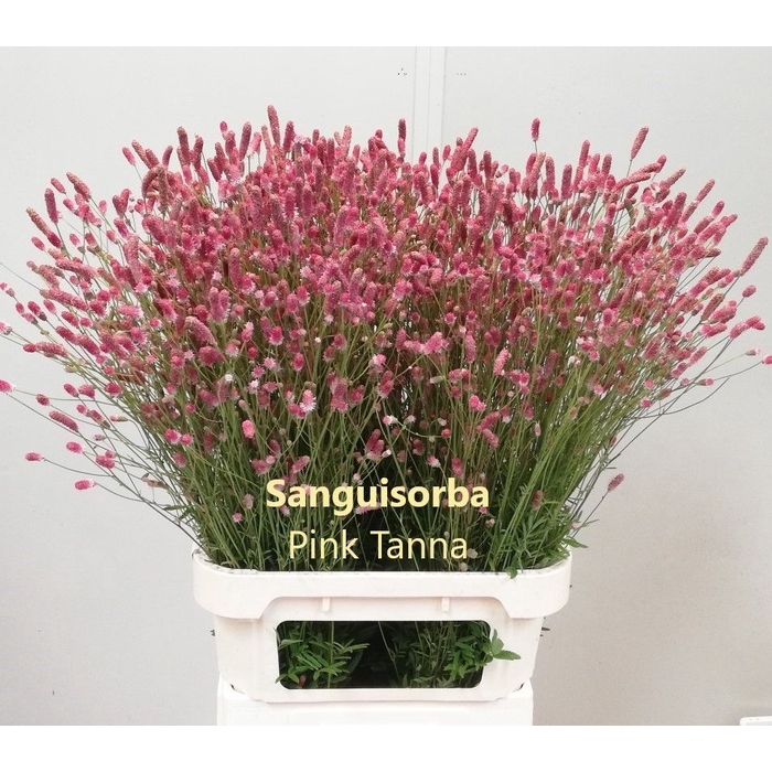 <h4>SANG OF PINK TANNA</h4>