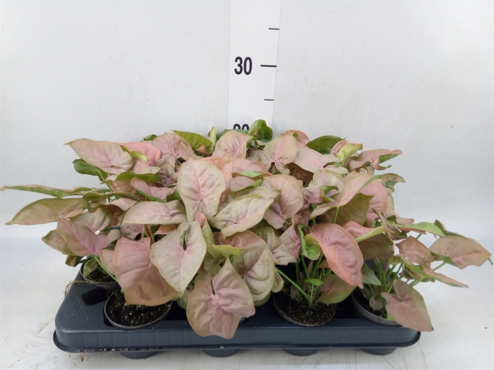 <h4>Syngonium  'Red Heart'</h4>