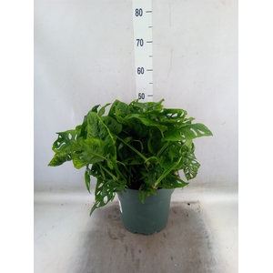 Monstera obliqua 'Leichtlinii'