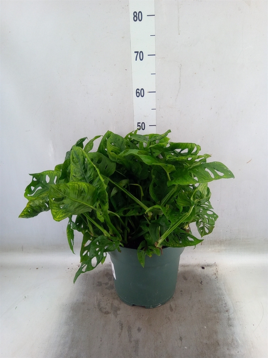 <h4>Monstera obliqua 'Leichtlinii'</h4>