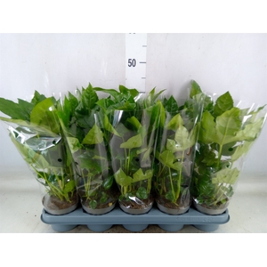 Fatsia japonica   ...
